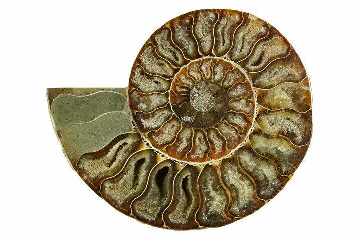 Cut & Polished Ammonite Fossil (Half) - Madagascar #369609